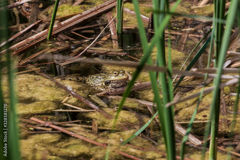 Bufo bufo - the toad is heated on the surface of the reservoir. There's a reflection in the water. Bufo bufo - the toad is heated on the surface of the reservoir. There's a reflection in the water.