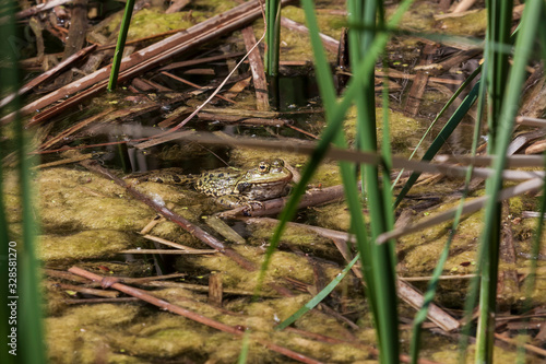 Bufo bufo - the toad is heated on the surface of the reservoir. There's a reflection in the water.