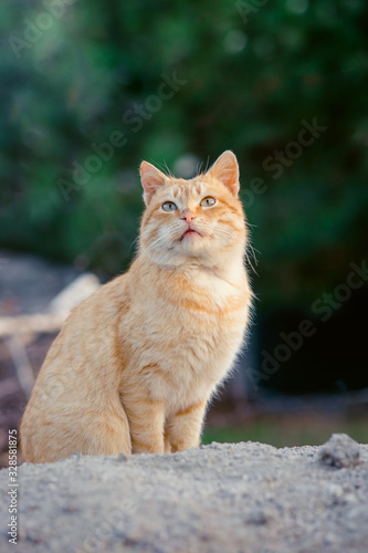 A surprised red cat is sitting in the garden. Cat portrait. © Omega