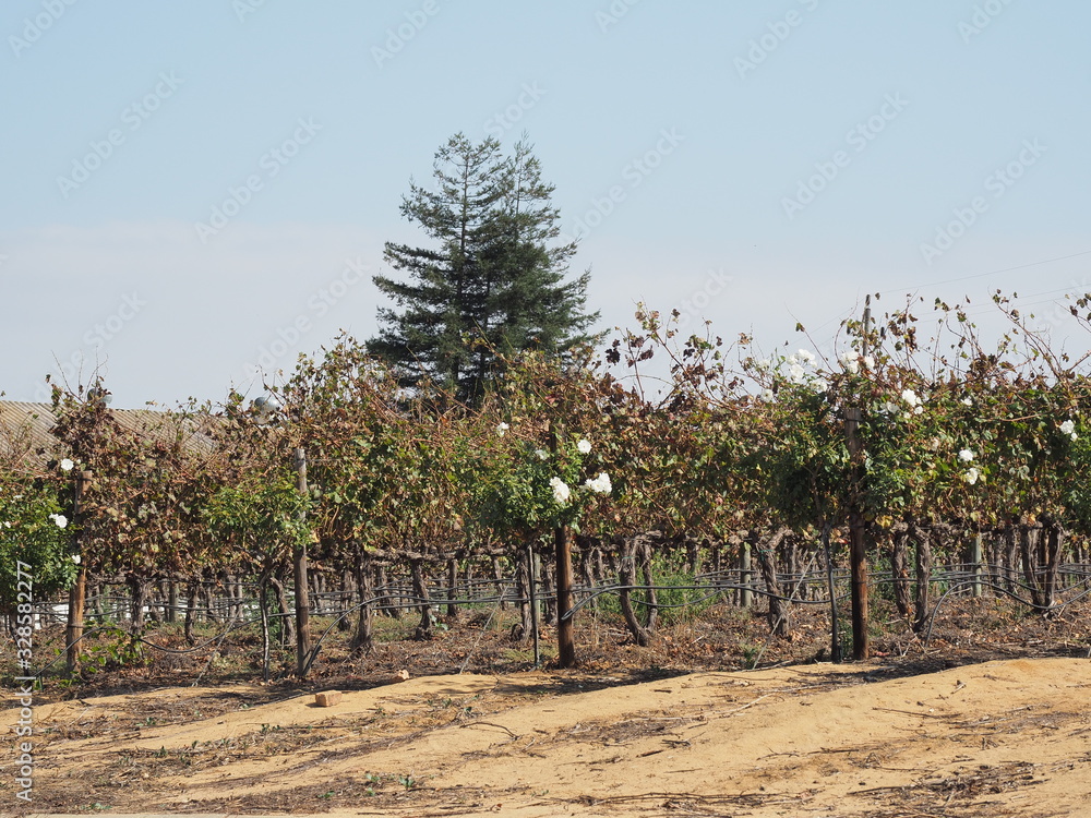 Fototapeta premium Weingut in Südafrika bei Stellenbosch, nahe Kapstadt