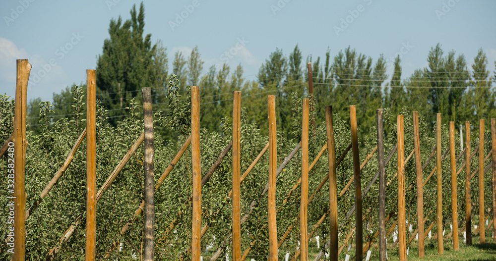 Fototapeta premium Apple plantation in Argentina