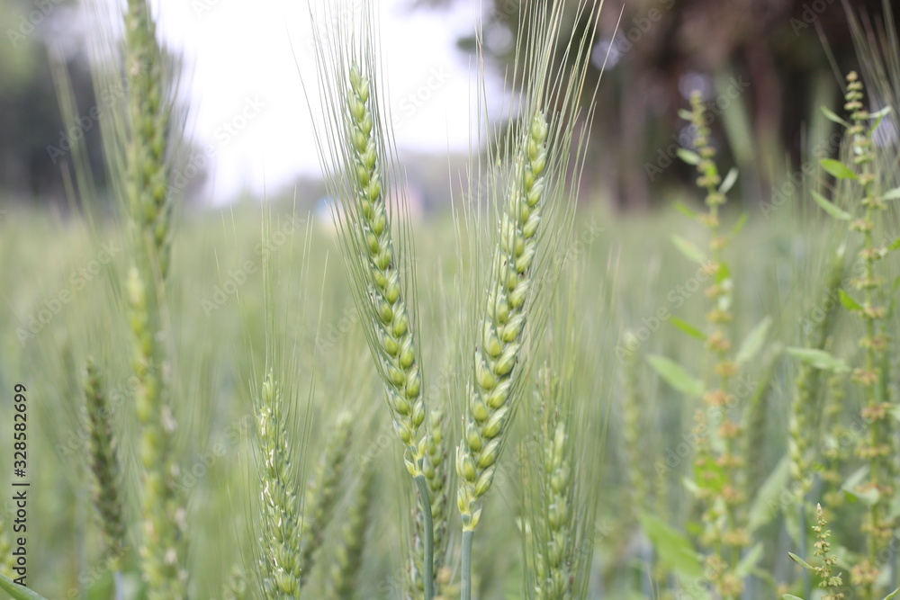 Green Plants of a Winter Wheat