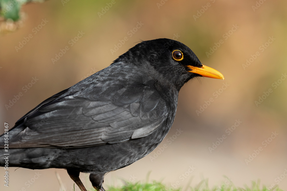 Portrait of Turdus merula (common blackbird) perched in the grass Portrait of Turdus merula (common blackbird) perched in the grass