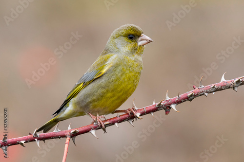 European Goldfinch male, Chloris chloris, perched on the branch of a hawthorn photo