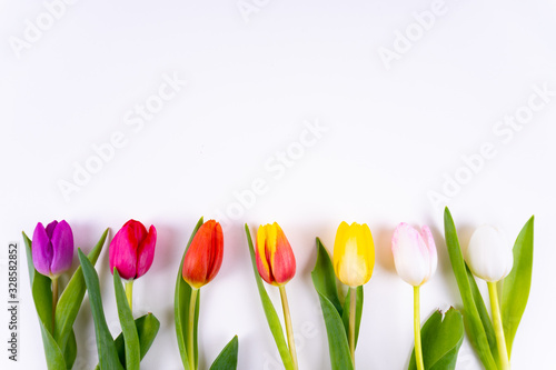 Colorful tulips laying in a row on white background with copy space