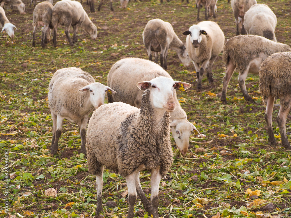 Obraz premium Flock of sheep grazing in a hill
