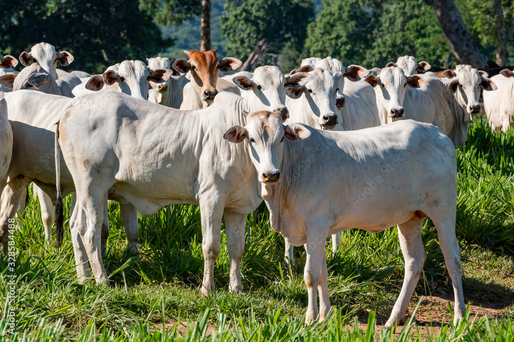 Pantanal cattle grazing in Brazilian livestock Pantanal cattle grazing in Brazilian livestock
