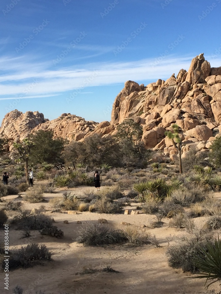 Fototapeta premium ジョシュアツリー