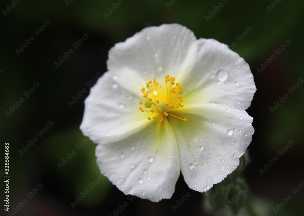 The lovely tiny white flower of Helianthemum apenninum also known as rock rose or sun rose, covered in morning dew. Extreme close up. The lovely tiny white flower of Helianthemum apenninum also known as rock rose or sun rose, covered in morning dew. Extreme close up.