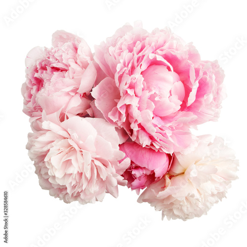 Fototapeta Naklejka Na Ścianę i Meble -  Colorful peonies isolated white in beautiful style. Pink fresh peonies. Spring summer wedding background.