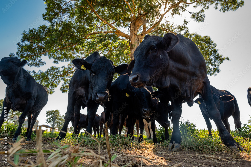 Pantanal cattle grazing in Brazilian livestock Pantanal cattle grazing in Brazilian livestock