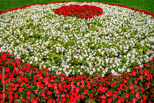 Aiola tricolore photo