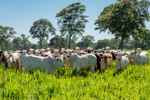 Fototapeta Pantanal cattle grazing in Brazilian livestock