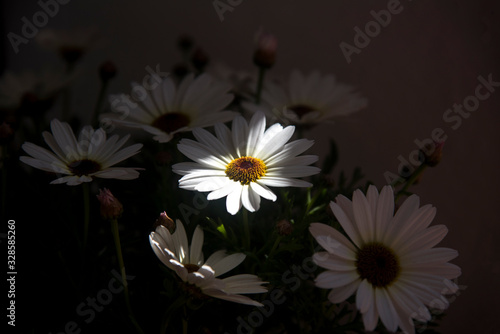 illuminated daisy among daisies