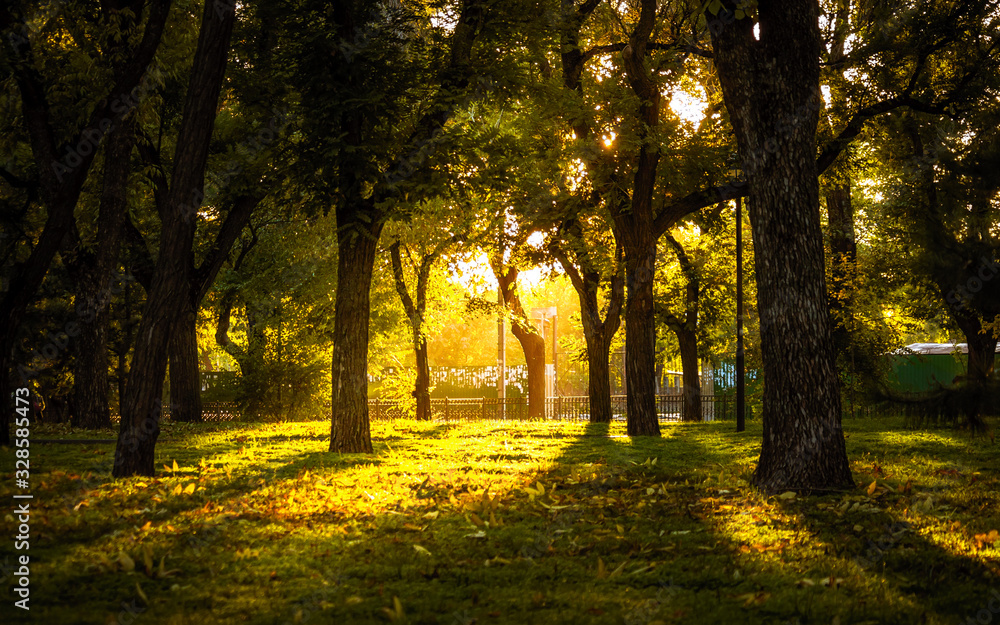 Obraz premium A park with green grass and yellow sunlight visible through the branches of trees.