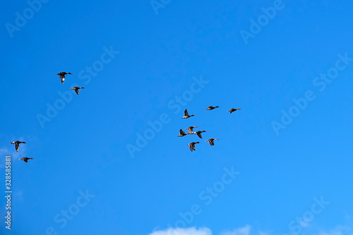 A flock of ducks flies against the blue sky.