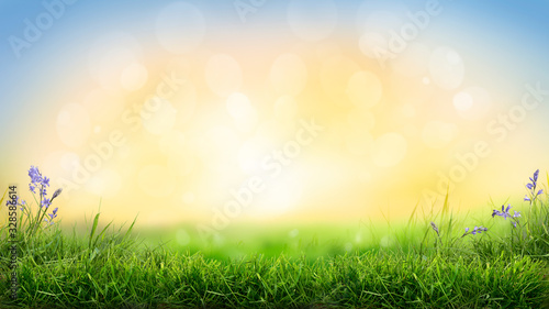 Obraz na płótnie A sunny sunrise spring Easter morning background with a fresh green grass foreground. w salonie