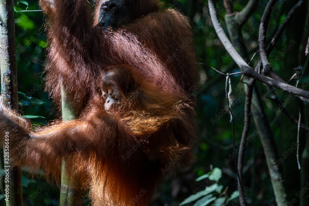 Obraz premium Orang Utans im Nationalpark Bukit Lawang/Sumatra