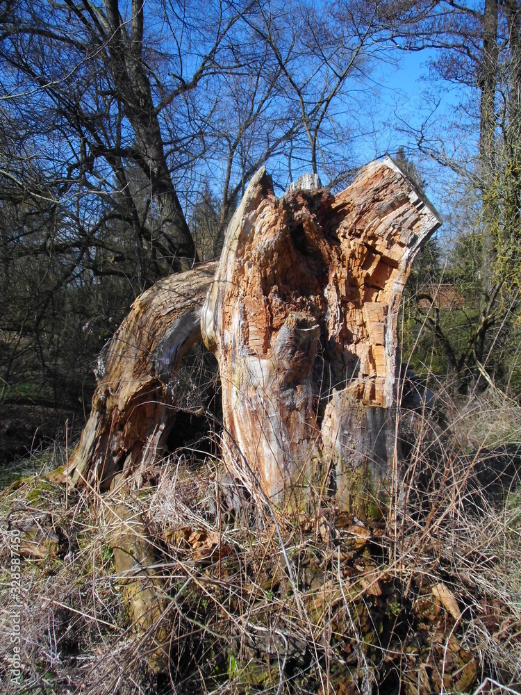Morscher abgestorbener Baum im Vorfrühling Morscher abgestorbener Baum im Vorfrühling