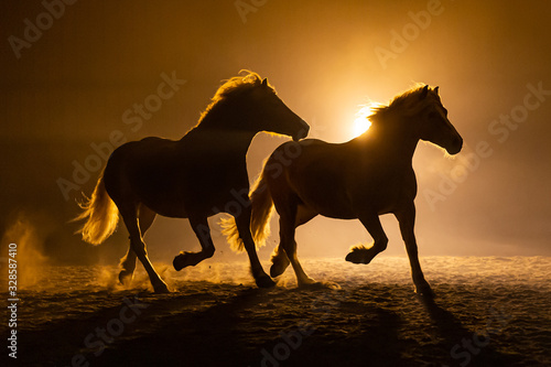 Silhouette of two galloping Haflinger Horses in a orange smokey atmosphere looking like a Rembrandt Painting