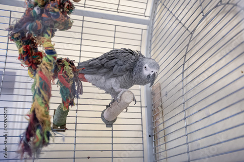 A red tailed grey parrot (Psittacus erithacus) in a cage looking curious  straight at the camera 