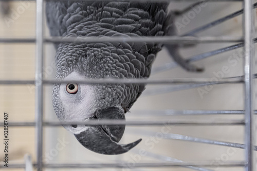 A red tailed grey parrot (Psittacus erithacus) in a cage looking curious  straight at the camera 