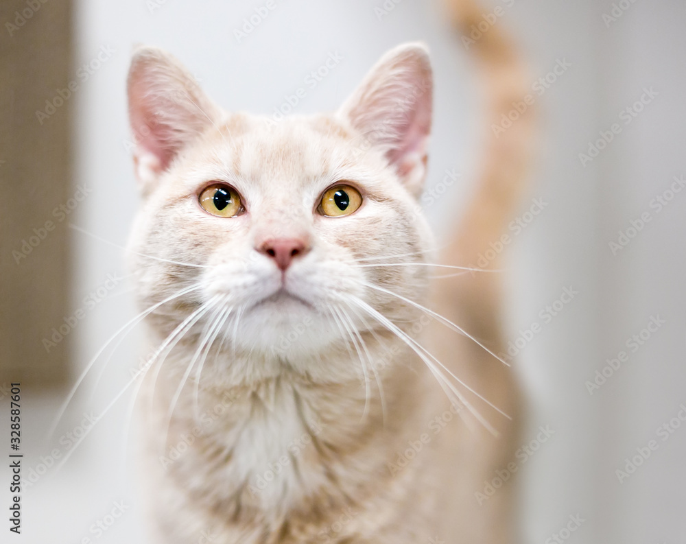 A buff tabby domestic shorthair cat with yellow eyes and long whiskers A buff tabby domestic shorthair cat with yellow eyes and long whiskers