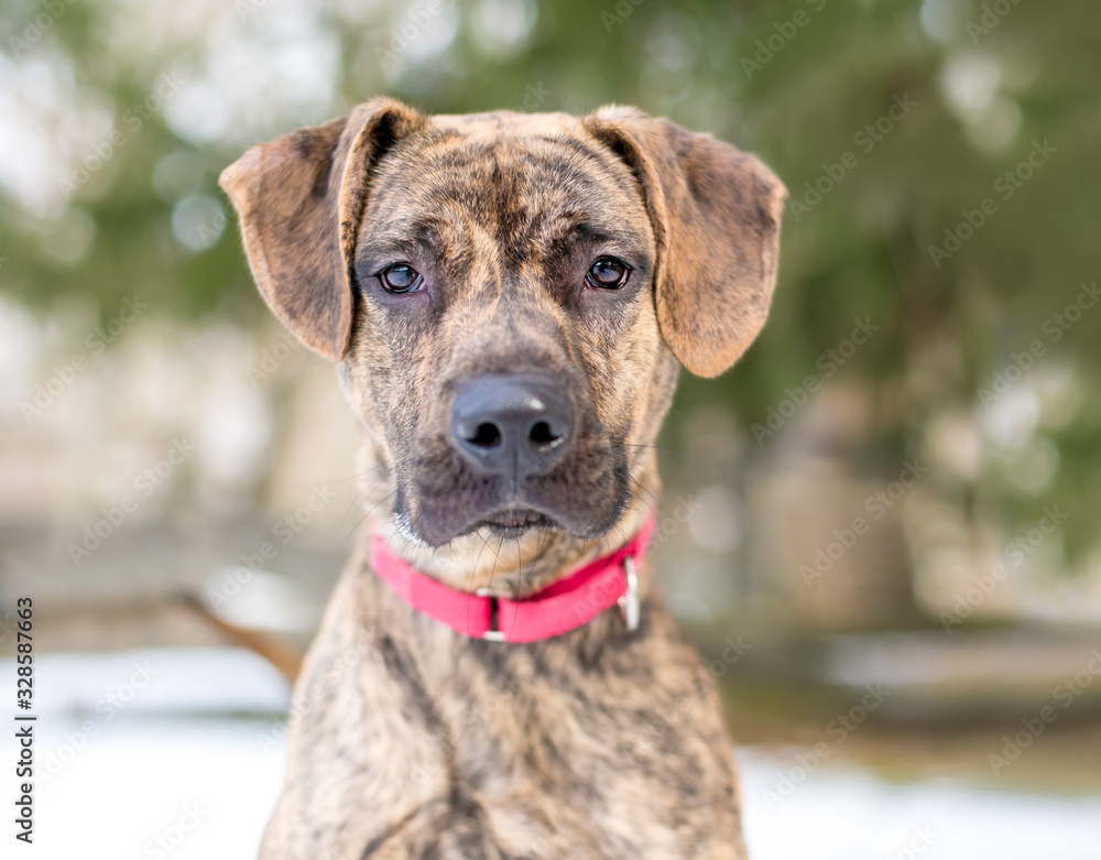 A brindle Hound x Terrier mixed breed dog wearing a red collar A brindle Hound x Terrier mixed breed dog wearing a red collar