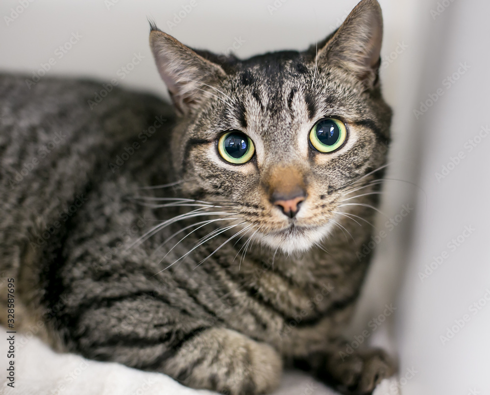 A nervous tabby domestic shorthair cat with large eyes and dilated pupils A nervous tabby domestic shorthair cat with large eyes and dilated pupils
