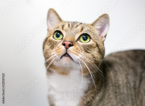 A domestic shorthair cat with brown tabby and white markings looking up