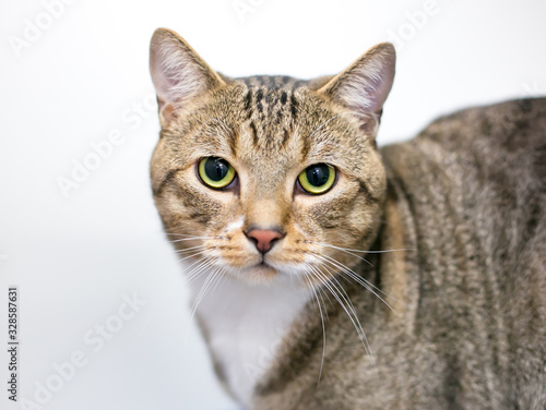 A domestic shorthair cat with brown tabby and white markings looking at the camera