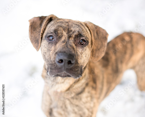 A brindle Hound x Terrier mixed breed dog outdoors in the snow, looking up at the camera