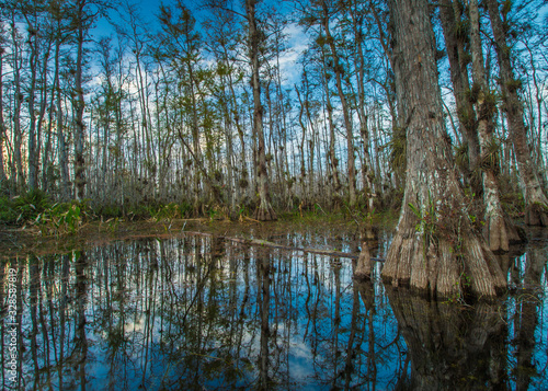 Slika na platnu Big cypress national preserve Florida, USA, March 2019