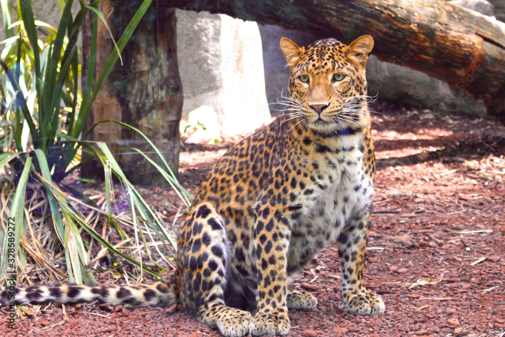 Obraz premium Jaguar looking in the zoo