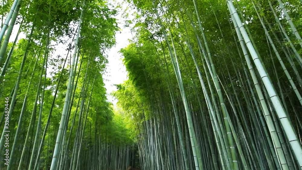 Kyoto, Japan wide low angle view looking up walking handheld panning of Arashiyama bamboo forest park pattern of many plants on spring day with green foliage color in slowmo Kyoto, Japan wide low angle view looking up walking handheld panning of Arashiyama bamboo forest park pattern of many plants on spring day with green foliage color in slowmo