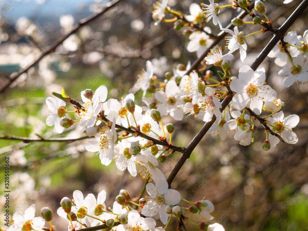 Beautiful white flowers of a Mirabelle tree Prunus domestica syriaca before its famous plums grow Beautiful white flowers of a Mirabelle tree Prunus domestica syriaca before its famous plums grow