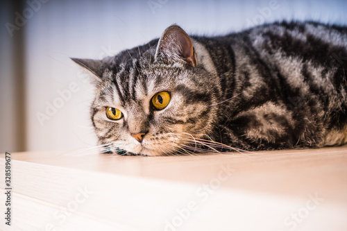 Pensive british cat resting at home