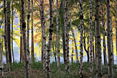 Poplar forest on Nami Island in South Korea during the autumn with the light illuminating the yellow leaves