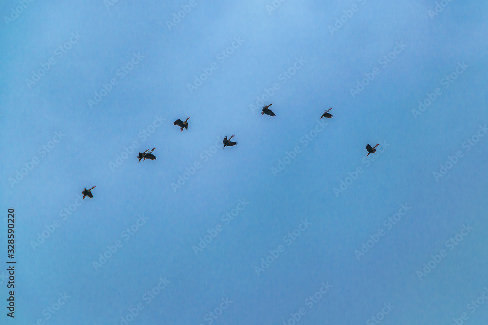 Group of Ducks Flying Over Cloudy Sky, Samborodon, Ecuador Group of Ducks Flying Over Cloudy Sky, Samborodon, Ecuador