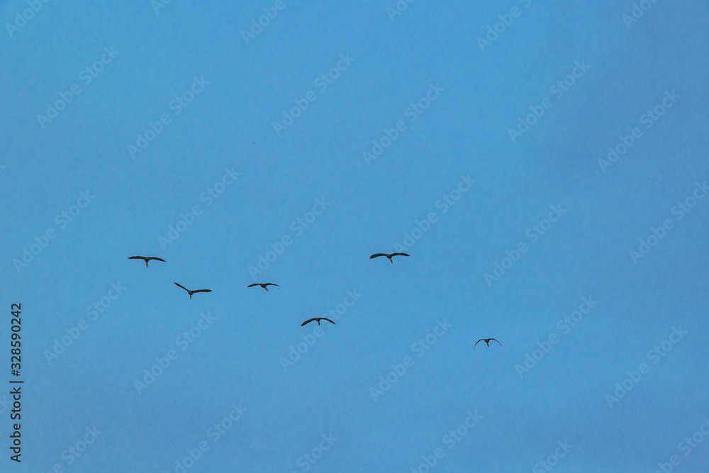 Group of Ducks Flying Over Cloudy Sky, Samborodon, Ecuador