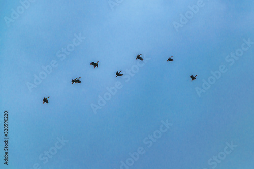 Group of Ducks Flying Over Cloudy Sky  Samborodon  Ecuador