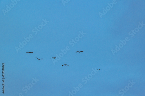 Wallpaper Mural Group of Ducks Flying Over Cloudy Sky, Samborodon, Ecuador Torontodigital.ca