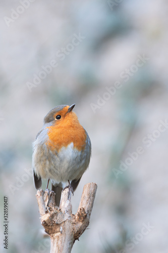 robin on a branch looking up