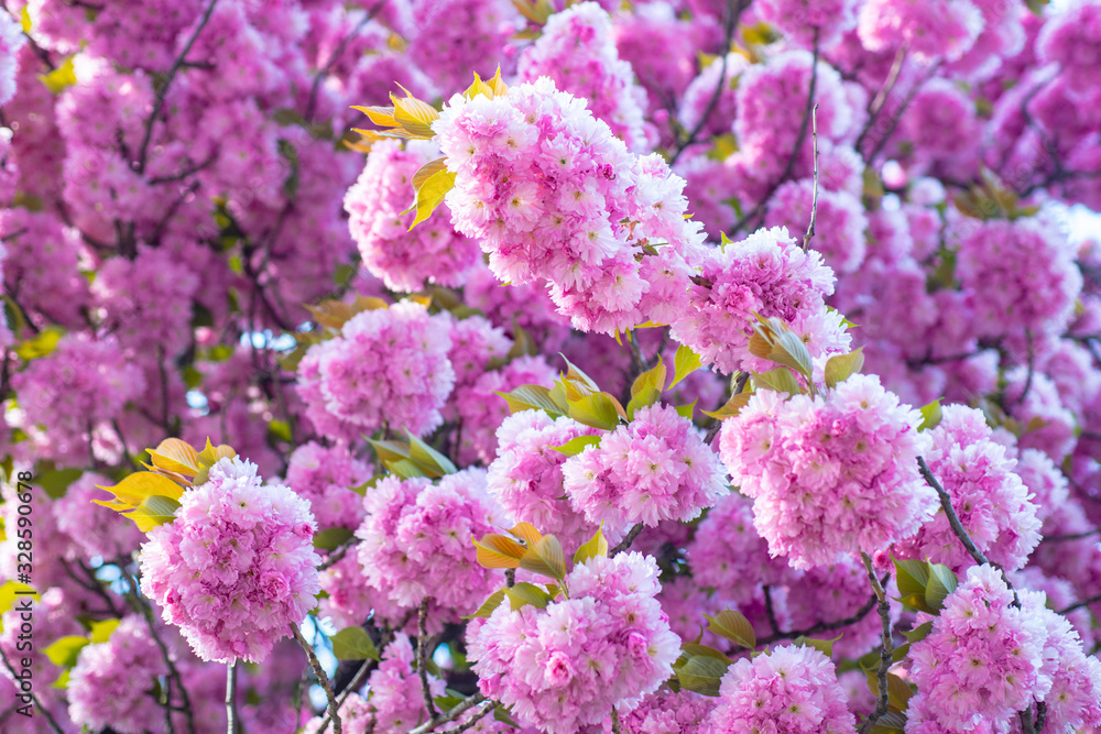 Obraz premium Background with flowers on a spring day. Branch spring flowers. Spring flowers background.