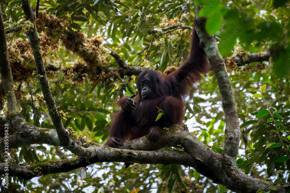 Naklejka premium Hoch oben in den Ästen - Borneo-Orang-Utan (Pongo pygmaeus) außerhalb der Gomantong Höhlen, Sabah Borneo.