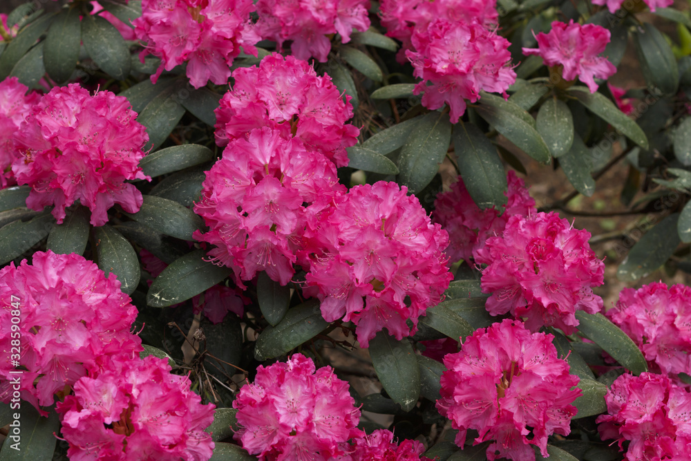 Fototapeta premium Big flowers of summer and spring.