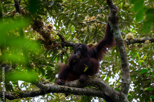 Hoch oben in den Ästen - Borneo-Orang-Utan (Pongo pygmaeus) außerhalb der Gomantong Höhlen, Sabah Borneo.