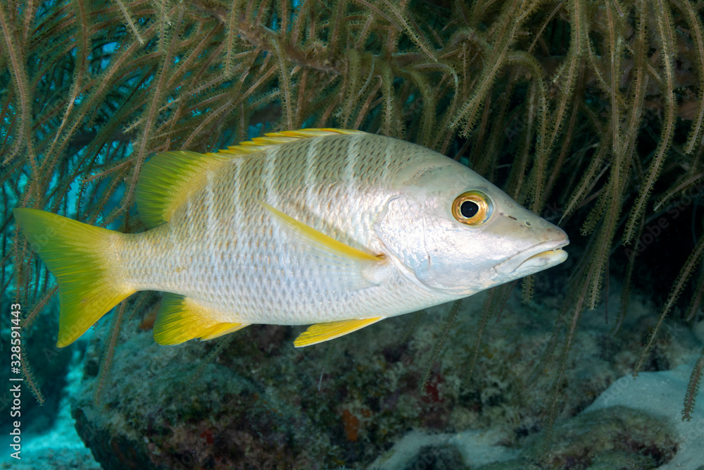 Schoolmaster swimming over a coral reef - Bonaire Schoolmaster swimming over a coral reef - Bonaire