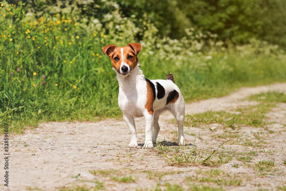 Small Jack Russell terrier standing on the country dust road, sun lit grass in background