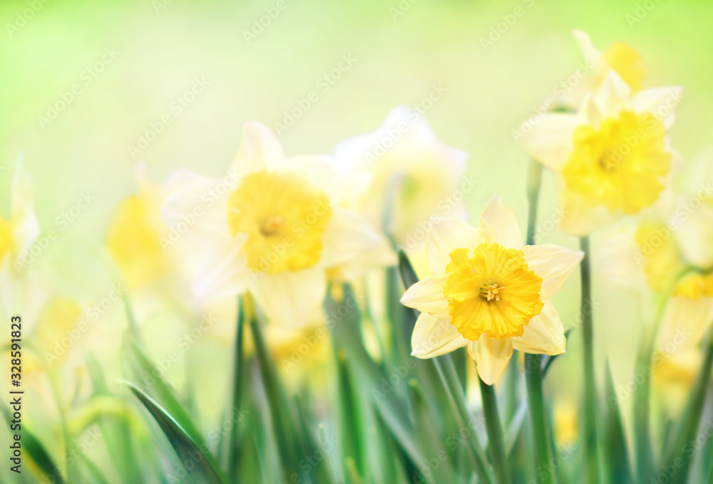 Spring blossoming yellow daffodils in garden, springtime blooming narcissus (jonquil) flowers, shallow DOF, toned Spring blossoming yellow daffodils in garden, springtime blooming narcissus (jonquil) flowers, shallow DOF, toned